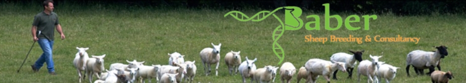 Peter Baber Sheep Breeding and Consulting